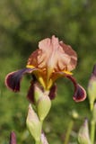 Iris germanica ist der Name für Spezies von Blütenpflanzen im Familie Iridaceae, der allgemein als die Schwertlilie oder bekannt lizenzfreies stockfoto Iris germanica ist der Name für Spezies von Blütenpflanzen im Familie Iridaceae, der allgemein als die Schwertlilie oder bekannt lizenzfreies stockfoto