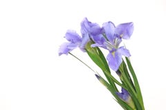 Iris op een witte achtergrond Stock Afbeeldingen Iris op een witte achtergrond Stock Afbeeldingen