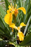 Iris pseudacorus beautiful yellow flowers, green leaves, grow and bloom in swamp, nature closeup macro photo royalty free stock photos Iris pseudacorus beautiful yellow flowers, green leaves, grow and bloom in swamp, nature closeup macro photo royalty free stock photos