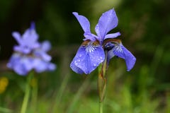 Iris sibirica macro photo Stock Image Iris sibirica macro photo Stock Image