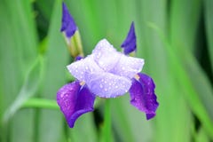 Iris Violet Flowers Home Garden Stock Pfoto Detail Closeup stock image Iris Violet Flowers Home Garden Stock Pfoto Detail Closeup stock image