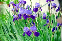 Iris Violet Flowers Stock Photo Detail Closeup royalty free stock images Iris Violet Flowers Stock Photo Detail Closeup royalty free stock images
