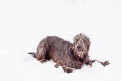 Irish Wolfhound Royalty Free Stock Photos