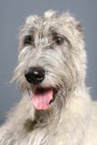 Irlandzki Wolfhound na popielatym Zdjęcie Stock Irlandzki Wolfhound na popielatym Zdjęcie Stock