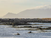 Isl?ndia - selos que jogam ao lado da costa fotografia de stock Isl?ndia - selos que jogam ao lado da costa fotografia de stock
