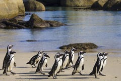 Isola del pinguino di Cape Town nel Sudafrica