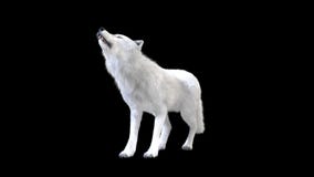 isolat de loup blanc de l'illustration 3d sur le fond foncé, loup arctique Photographie stock isolat de loup blanc de l'illustration 3d sur le fond foncé, loup arctique Photographie stock