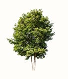 Artistic dwarf of green tree isolated on white background royalty free stock photos Artistic dwarf of green tree isolated on white background royalty free stock photos