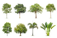Isolated big tree on white background , stock photo Isolated big tree on white background , stock photo