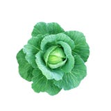 Isolated Cabbage Stock Image Isolated Cabbage Stock Image