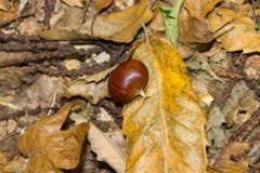 chestnut on the ground in the forest. stock images chestnut on the ground in the forest. stock images
