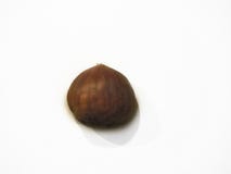 An isolated chestnut stock image An isolated chestnut stock image