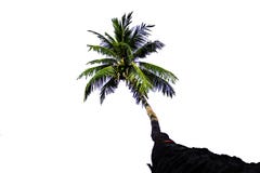 Isolated coconut trees on a white background with clipping path royalty free stock photos Isolated coconut trees on a white background with clipping path royalty free stock photos