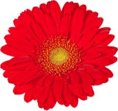 Isolated flower with a white background stock image Isolated flower with a white background stock image