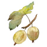 Isolated green gooseberry illustration element. Green leaf. Watercolor background illustration set. royalty free illustration Isolated green gooseberry illustration element. Green leaf. Watercolor background illustration set. royalty free illustration