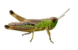 Isolated green grasshopper closeup stock image Isolated green grasshopper closeup stock image