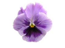 Isolated Lavender Pansy