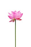 Isolated lotus flower