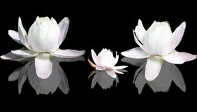 Isolated Lotus flowers