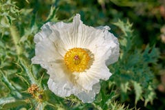 Isolated Macro of Beautiful White Prickly Poppy Argemone albiflora Texas Bull Nettle. Close Up stock images Isolated Macro of Beautiful White Prickly Poppy Argemone albiflora Texas Bull Nettle. Close Up stock images