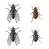 Isolated object of insect and fly sign. Set of insect and element vector icon for stock. vector illustration Isolated object of insect and fly sign. Set of insect and element vector icon for stock. vector illustration