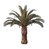 Isolated Palm Tree Royalty Free Stock Image