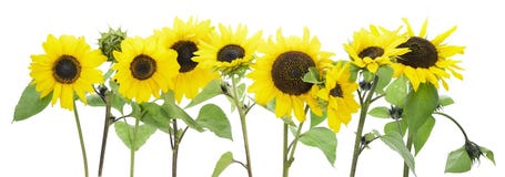 Download Yellow Sunflowers Border Stock Photos, Images, & Pictures ...