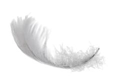 Isolated swan feather