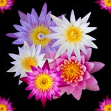 Isolated Top View Of Colorful Lotus Flowers Royalty Free Stock Photo