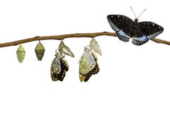 Isolated transformation of Male Common Archduke butterfly emerging from chrysalis ( Lexias pardalis jadeitina ) stock photography Isolated transformation of Male Common Archduke butterfly emerging from chrysalis ( Lexias pardalis jadeitina ) stock photography
