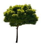 Isolated Tree Royalty Free Stock Photo
