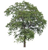 Isolated tree on white background stock image Isolated tree on white background stock image