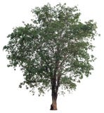 Isolated tree on white background stock photography Isolated tree on white background stock photography
