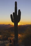 Isolated Vertical Saguaro Cactus Desert Plant Sunlight Colors Sunset Phoenix Arizona
