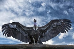 Isolated vulture, buzzard looking at you stock images Isolated vulture, buzzard looking at you stock images