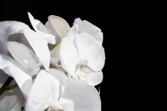 Isolated white orchid on a black background.