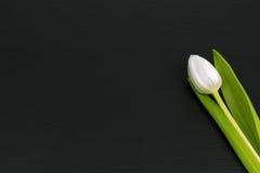 Isolated white tulip with black background. Copy space royalty free stock images Isolated white tulip with black background. Copy space royalty free stock images