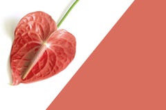 Isolerad Anthuriumblomma Trender 2019 royaltyfri foto Isolerad Anthuriumblomma Trender 2019 royaltyfri foto