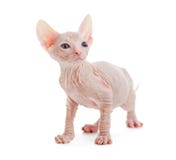 Isolerad hårlös katt för Donskoy sphynxalbino royaltyfri foto Isolerad hårlös katt för Donskoy sphynxalbino royaltyfri foto