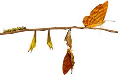 Isolerad livcirkulering av gemensam butterf för mapletChersonesia risa arkivbild Isolerad livcirkulering av gemensam butterf för mapletChersonesia risa arkivbild