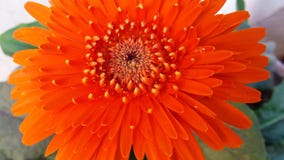 isolerad orange för blomma gerber royaltyfria bilder isolerad orange för blomma gerber royaltyfria bilder