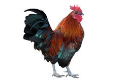 isolerad rooster royaltyfri bild isolerad rooster royaltyfri bild