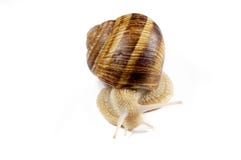 isolerad snail royaltyfria foton isolerad snail royaltyfria foton