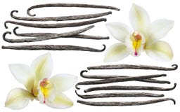 Isolerad uppsättning för beståndsdel för vaniljblommapinne arkivbild Isolerad uppsättning för beståndsdel för vaniljblommapinne arkivbild