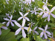 Isotoma Axillaris Flowers Blossoming In Garden. Royalty Free Stock Images