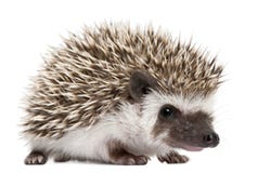 istrice Quattro-piantato, albiventris di Atelerix istrice Quattro-piantato, albiventris di Atelerix