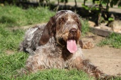 Italiaanse Wire-haired het Richten Hond die in de tuin rusten royalty-vrije stock foto Italiaanse Wire-haired het Richten Hond die in de tuin rusten royalty-vrije stock foto