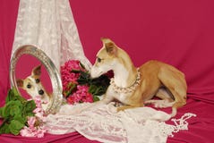 Italian Greyhound Lokking Into Mirror Royalty Free Stock Photography