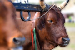 Italian red cow in the rural farm, yoke of oxen in organic farming Stock Images Italian red cow in the rural farm, yoke of oxen in organic farming Stock Images