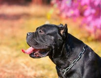 Italianohond van rietcorso royalty-vrije stock fotografie Italianohond van rietcorso royalty-vrije stock fotografie